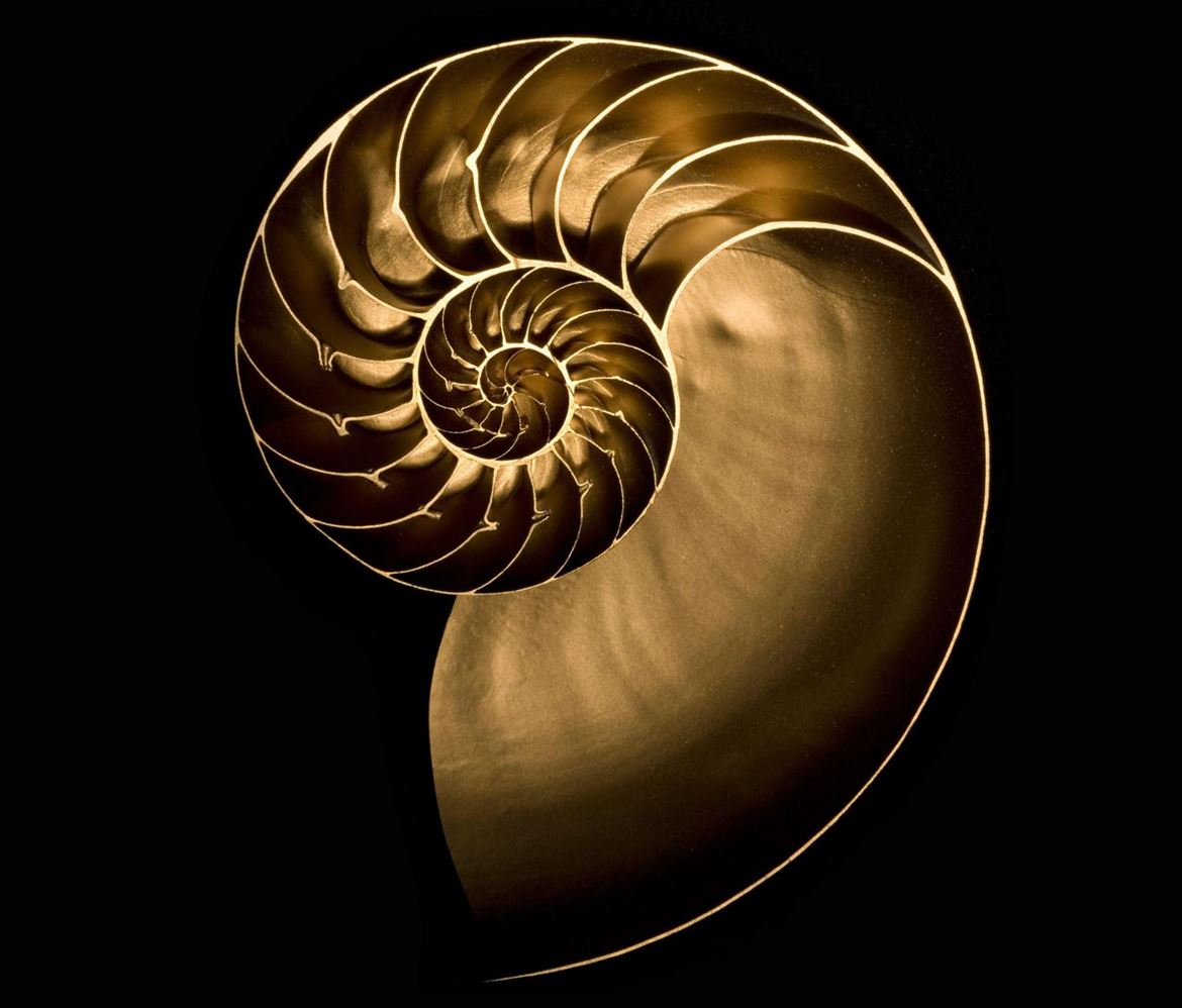 O cefalópode Nautilus Pompilius em corte